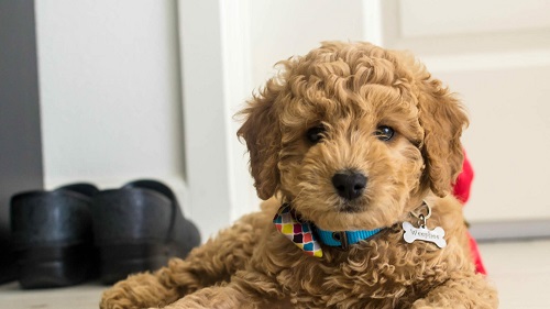 3. Goldendoodle