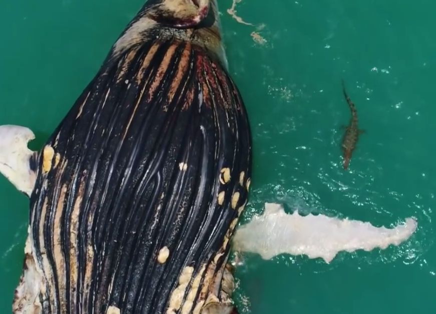 The Size Difference Between a Humpack Whale and a Crocodile