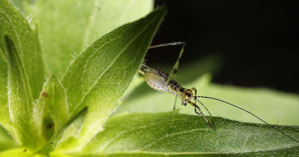 Keep Houseplants Insect-Free