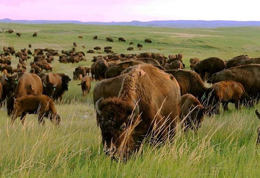 North Dakota - Bison