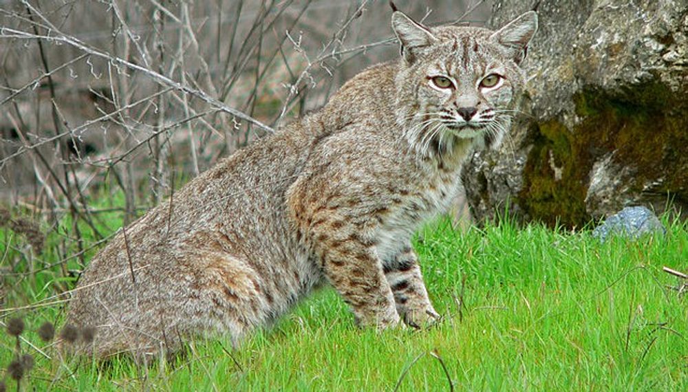 Connecticut - Bobcats