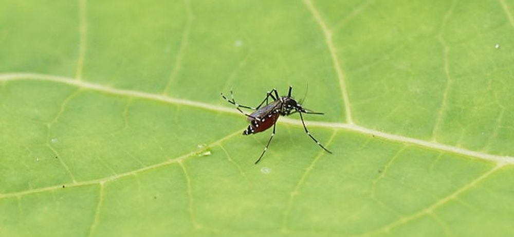 Florida - Mosquitoes