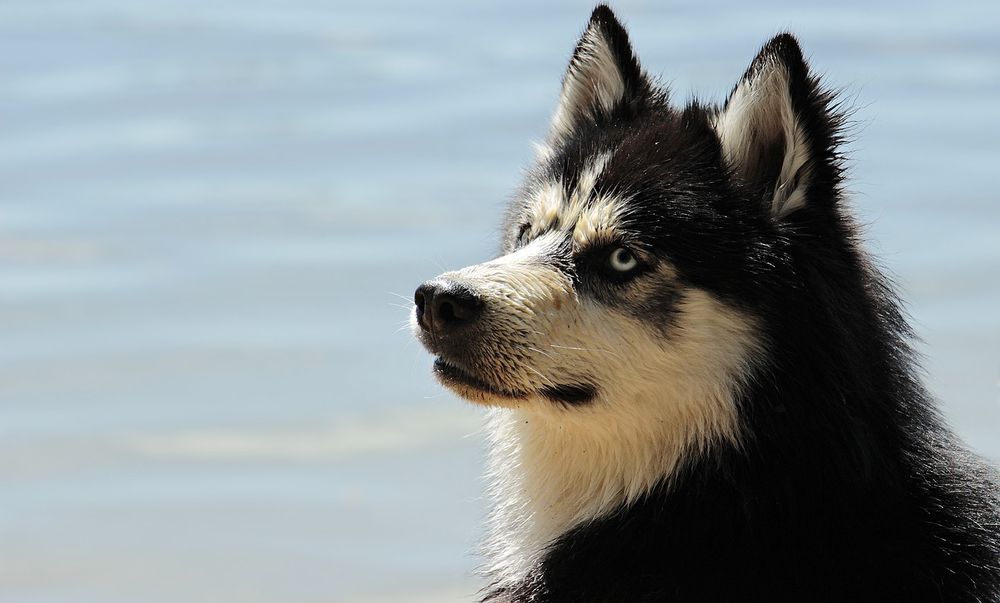 New Hampshire - Dogs