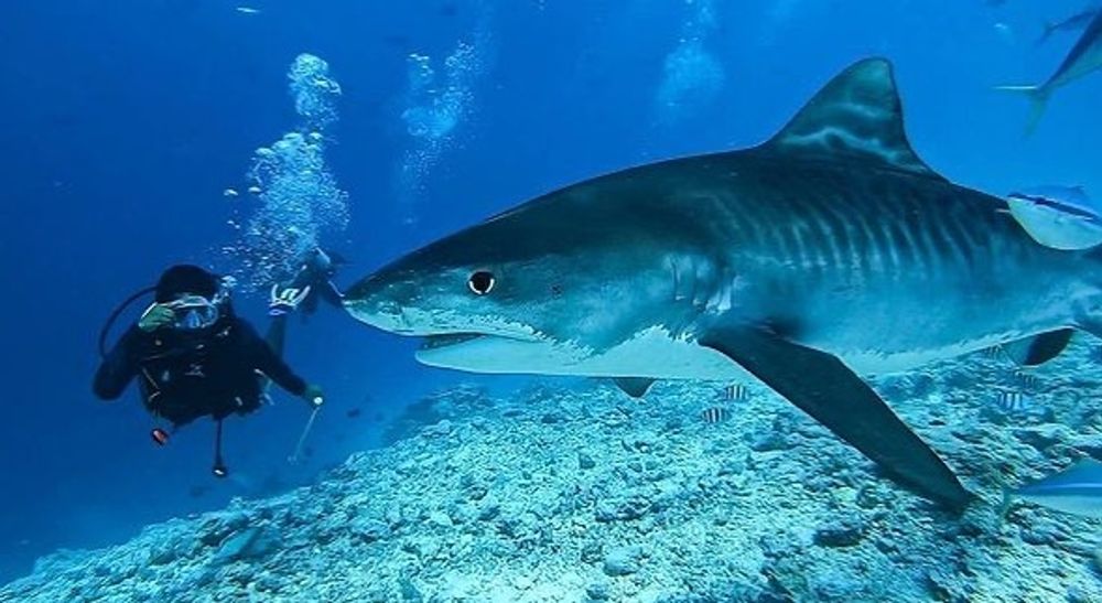 Hawaii - Tiger Sharks