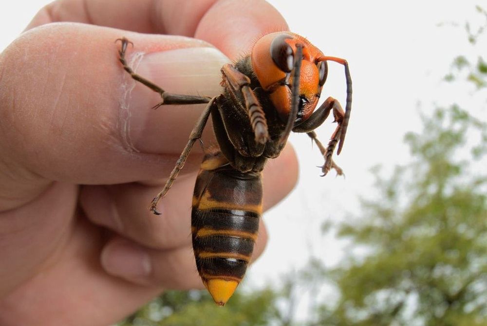 Washington - Stinging Insects