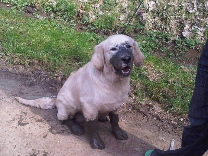 Muddy Pup