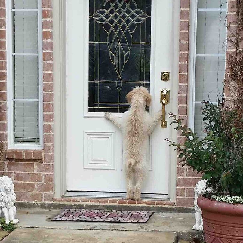 'Can Someone Please Let Me in'