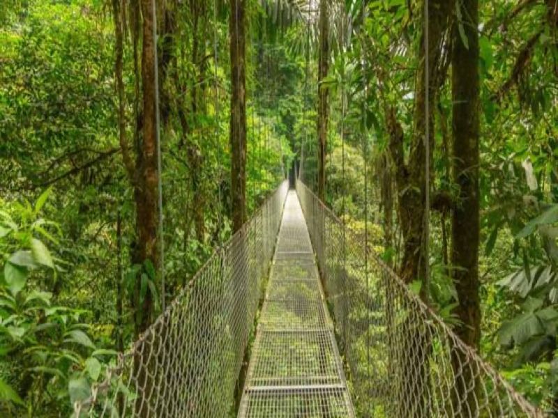 Montenegro Rainforest Bridge, Costa Rica