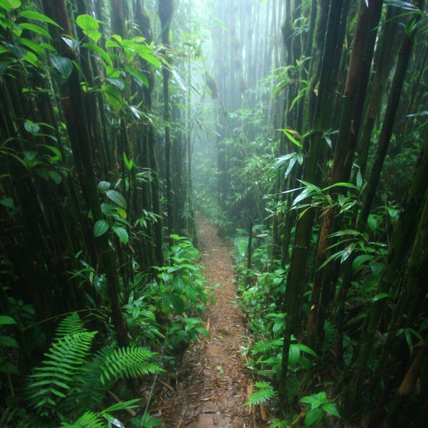 Man-Made Rainforest on Ascension Island