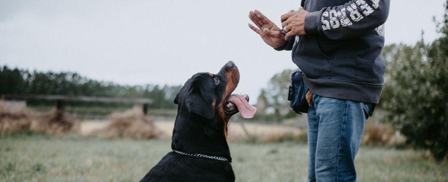 Most Loyal Dog Breeds in History from All Around the World